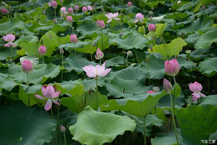 清塘荷韵,这个夏天最美的风景!
