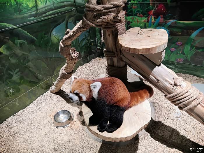 小六欢度国庆~与女儿的萌宠动物乐园游!