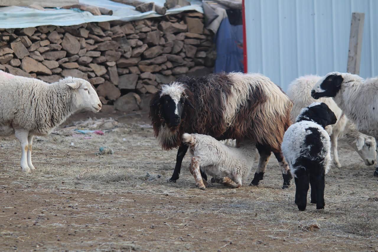 小羊跪着吃奶羊有跪乳之恩