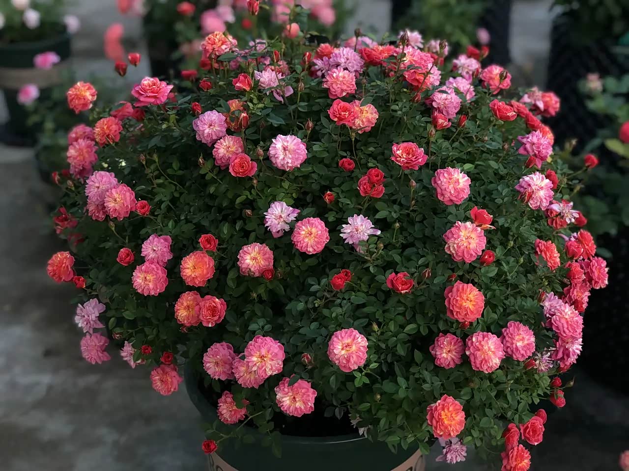 微型月季花"躲躲藏藏",一年四季都开花的品种.