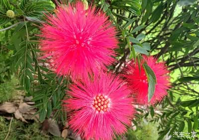 【红合欢花,真是红】我们,"奕起"盛开