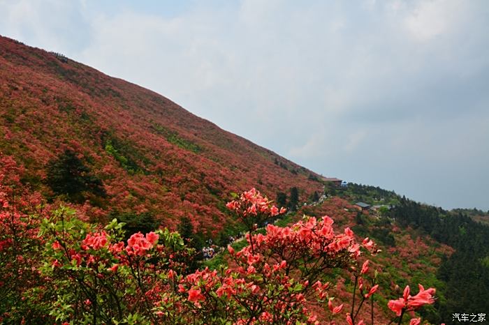 龙泉山百里杜鹃图片