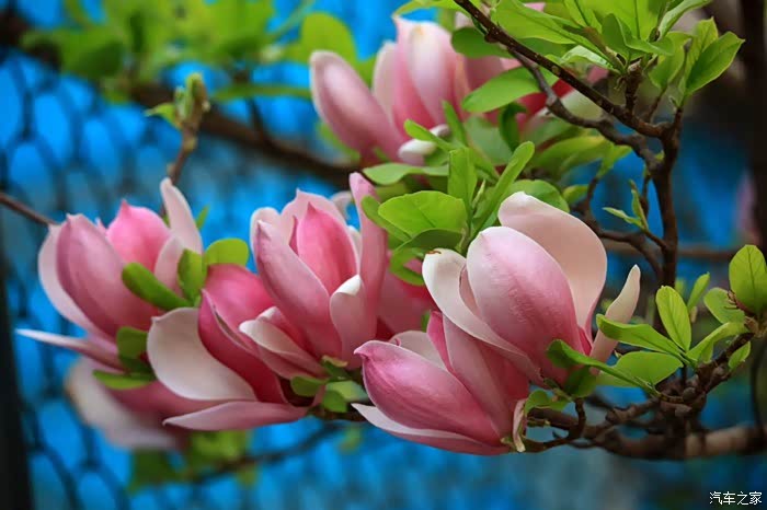 鸟语花香百花齐放