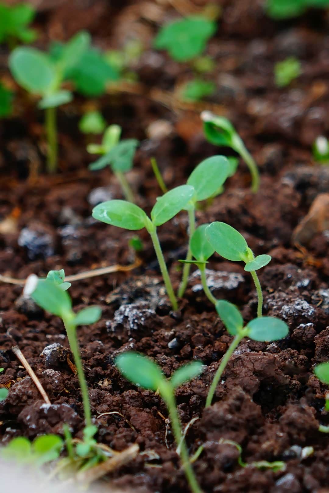 今儿又买些西瓜苗,等到太阳下山后,直接种到里就行!