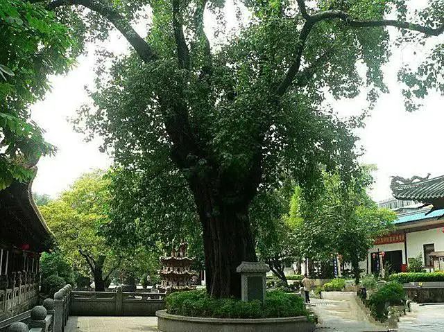 鎮平菩提寺是河南唯一一座園林式寺院