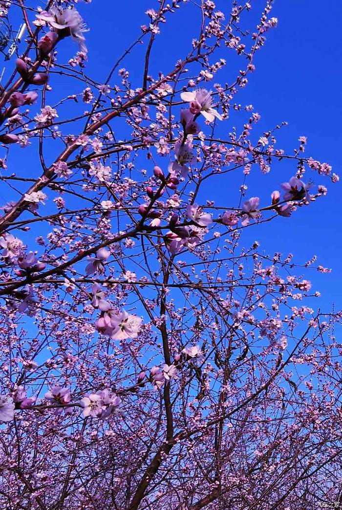 滹沱河桃花盛开别样红