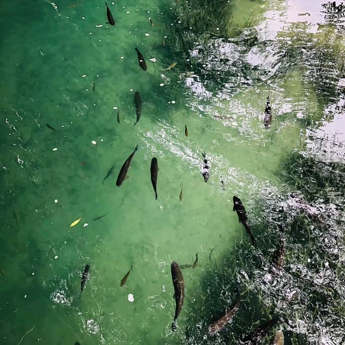 "水至清则无鱼,人至察则无徒.