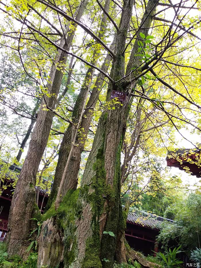 杜甫堂 门口有棵几百年的银杏,树高百尺.
