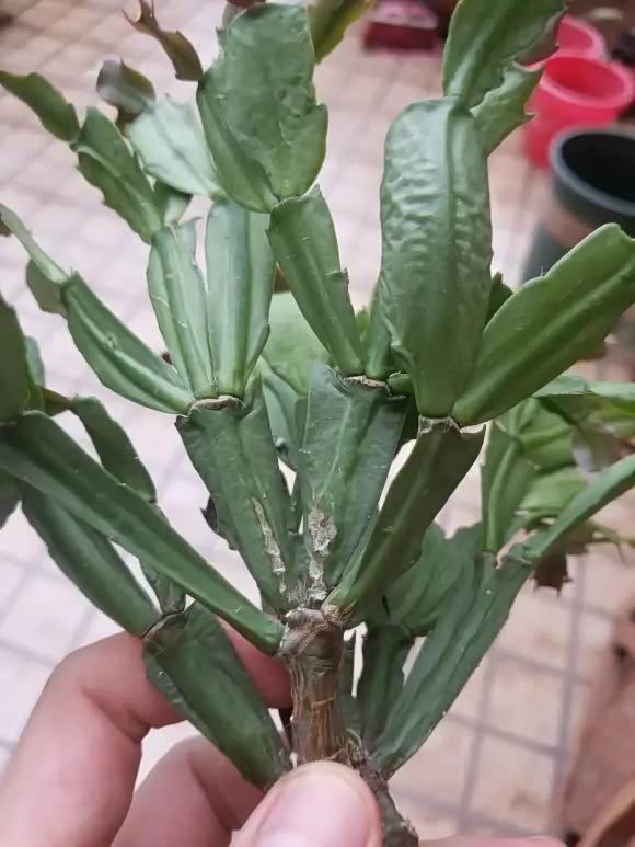 蟹甲兰,一种单薄的小花.