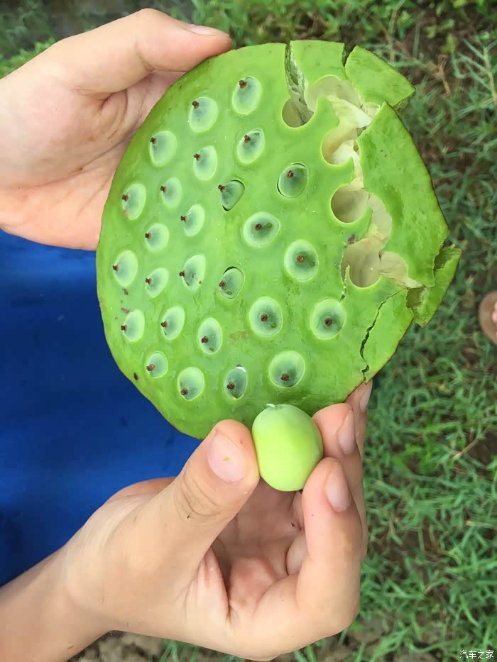 摘了一百多个莲蓬回深圳给同事们尝尝