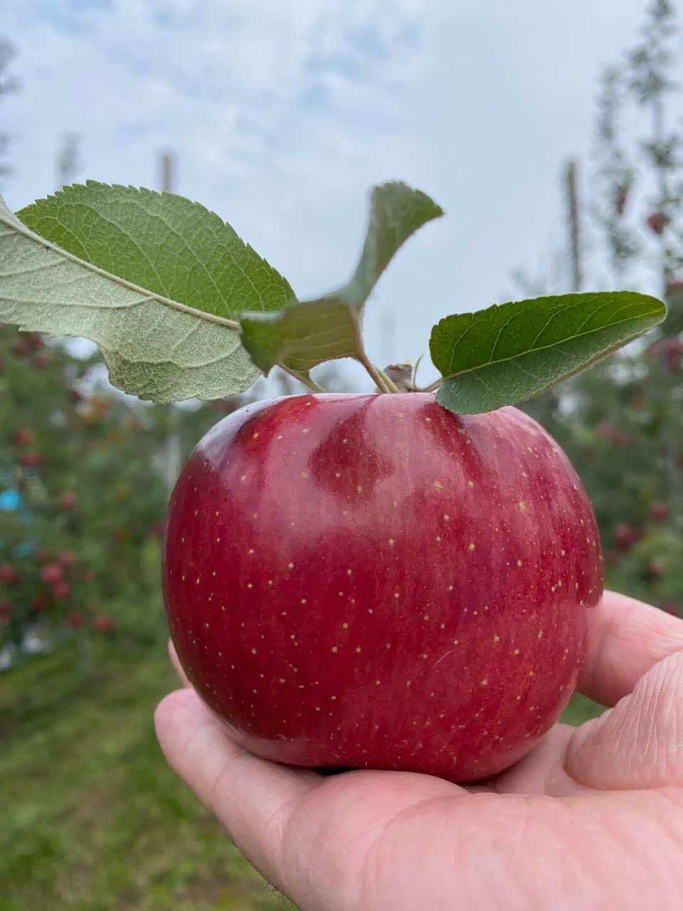 漫山遍野的苹果树上,果实累累,散发出沁人心脾的芳香