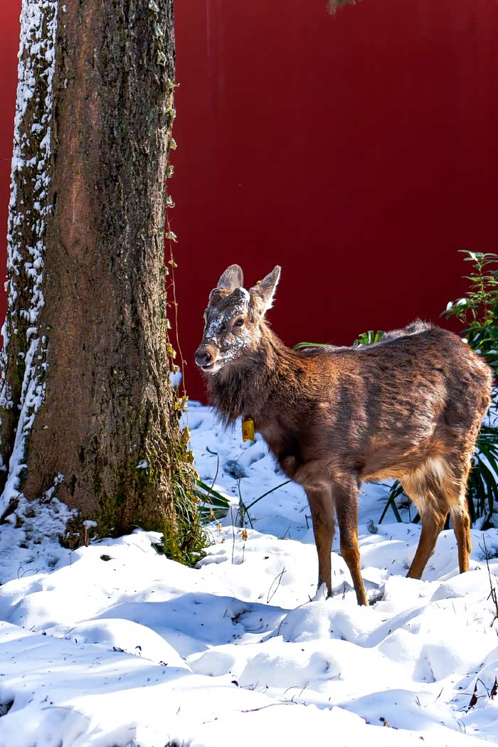 明孝陵的梅花与鹿 ,红墙下的梅花迎着初雪开放了