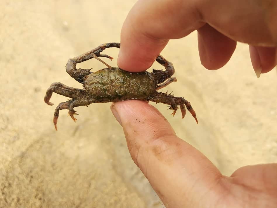 【自驾游记】海滩漫游记之捉螃蟹