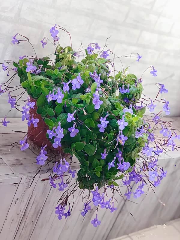 紫莺花,一株来好多花,太美了.