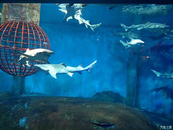 鲨鱼馆里有很多鲨鱼可以观赏