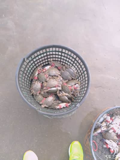 这个周末回家,先来一筐螃蟹解解馋.