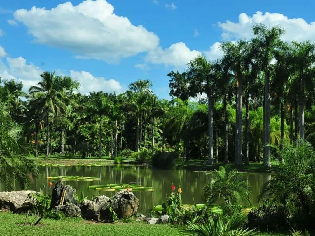 西双版纳有多迷人,保存完好的热带雨林,孔雀之乡