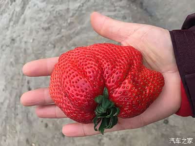 【文子】为了那一口难以割舍的香甜——自驾摘草莓