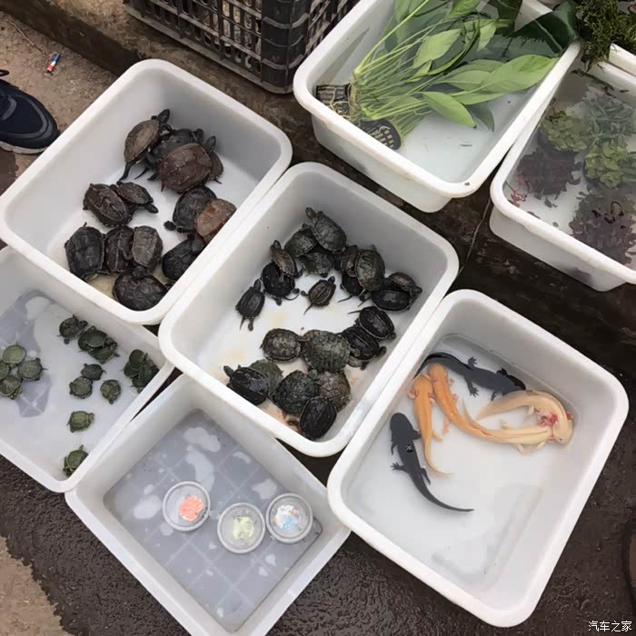 小欧买花记——春暖花开去花鸟市场闲逛.