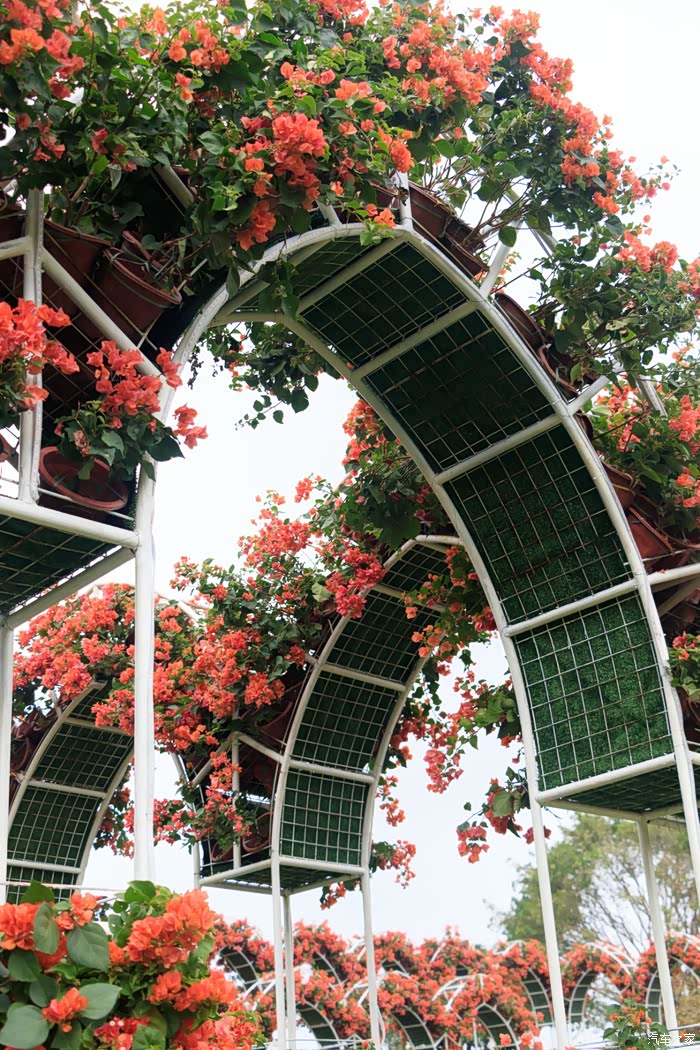 【深圳长安车友会】237 深圳市第20届簕杜鹃市花展