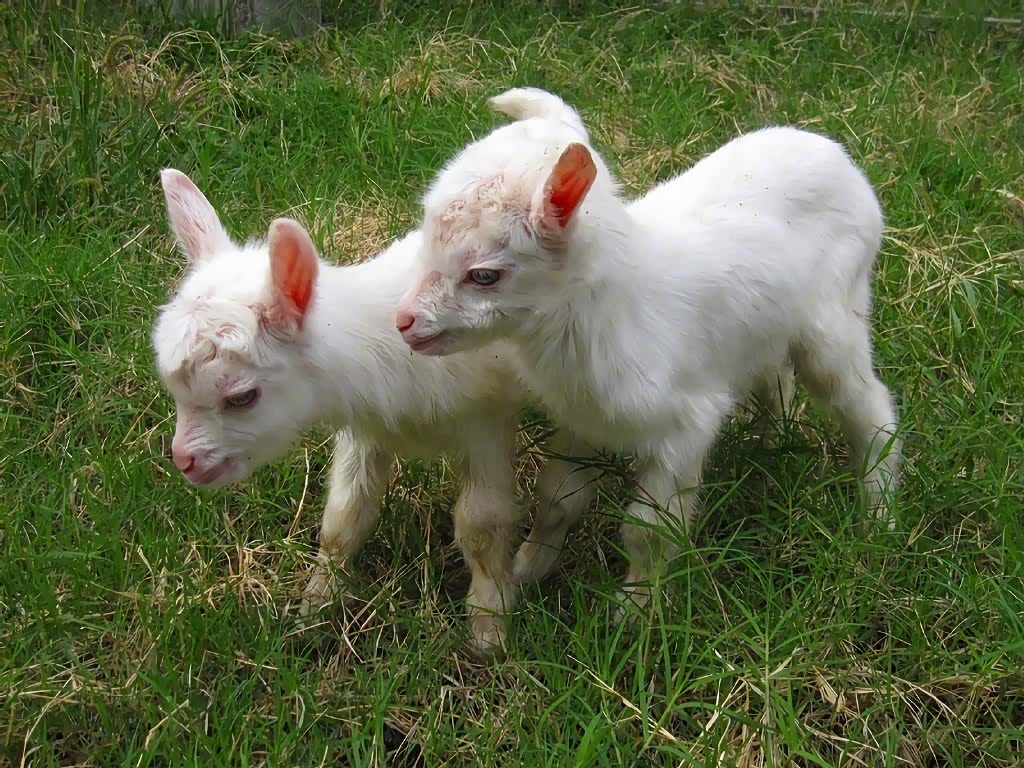 初夏牧场的小羊羊们很享受.