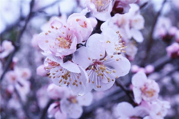 雨景桃花影斑驳,朦胧一半,绯红一半