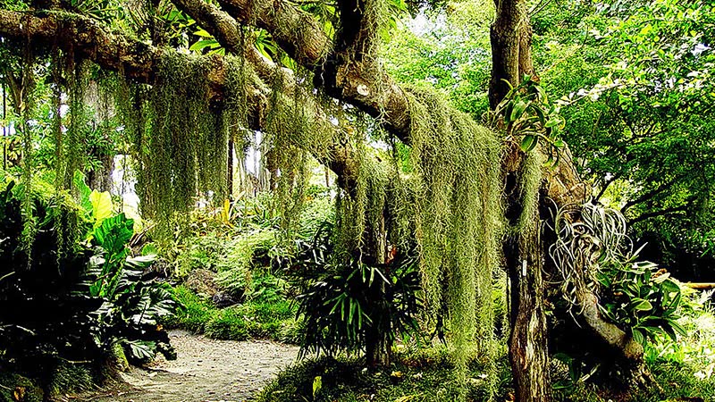 热带雨林探险旅行感受神奇大自然茂密丛林