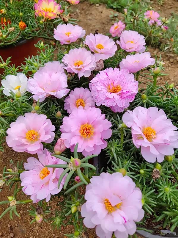 松针牡丹,我们叫马之瑶花,小时候了种过了.