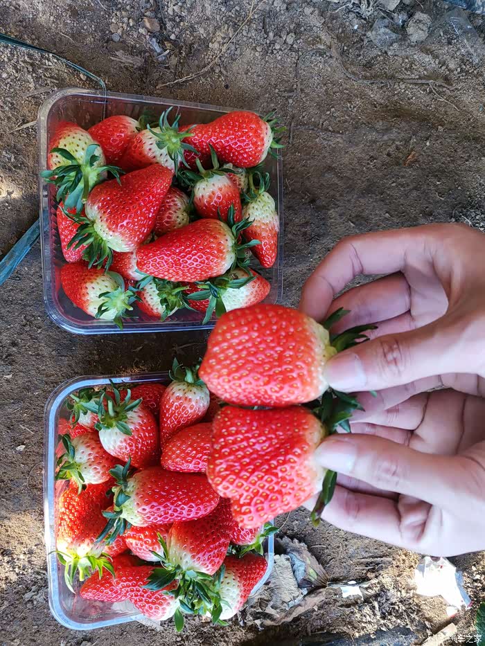 【周末游记】桑塔纳出游之山东海阳-草莓采摘!