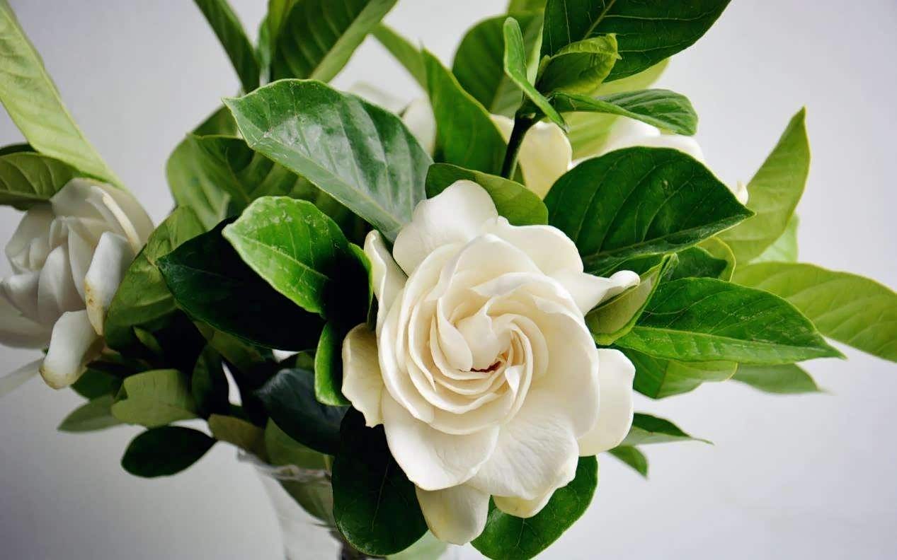 栀子花,又名栀子,黄栀子.属双子叶植物纲茜草科