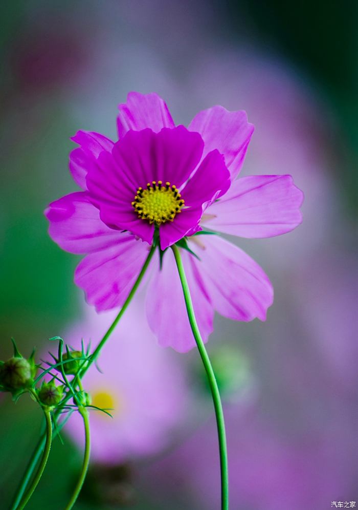 格桑花开