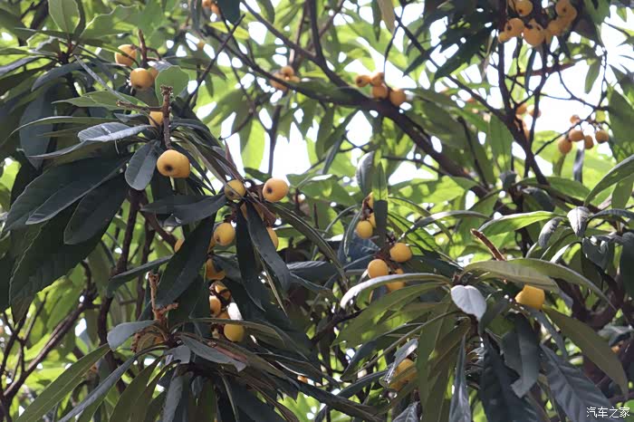 百果之王枇杷季开着小白晒晒照