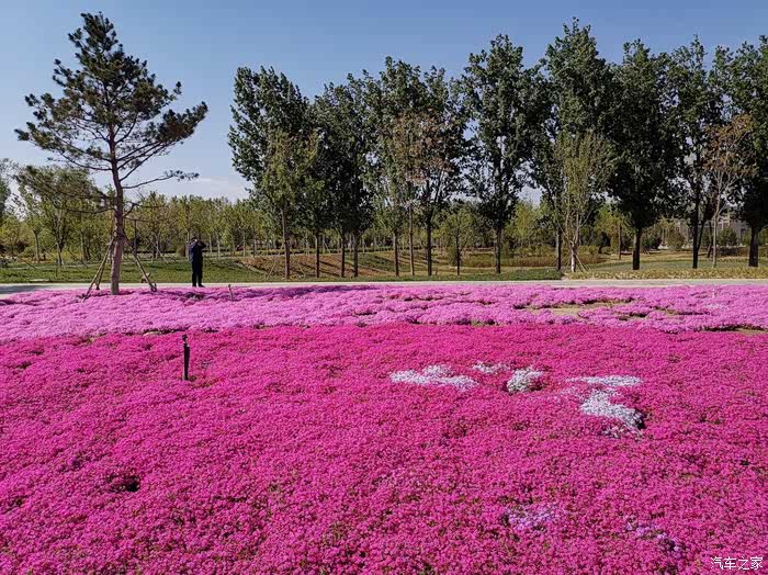 4.22昌平东小口公园芝樱花盛开