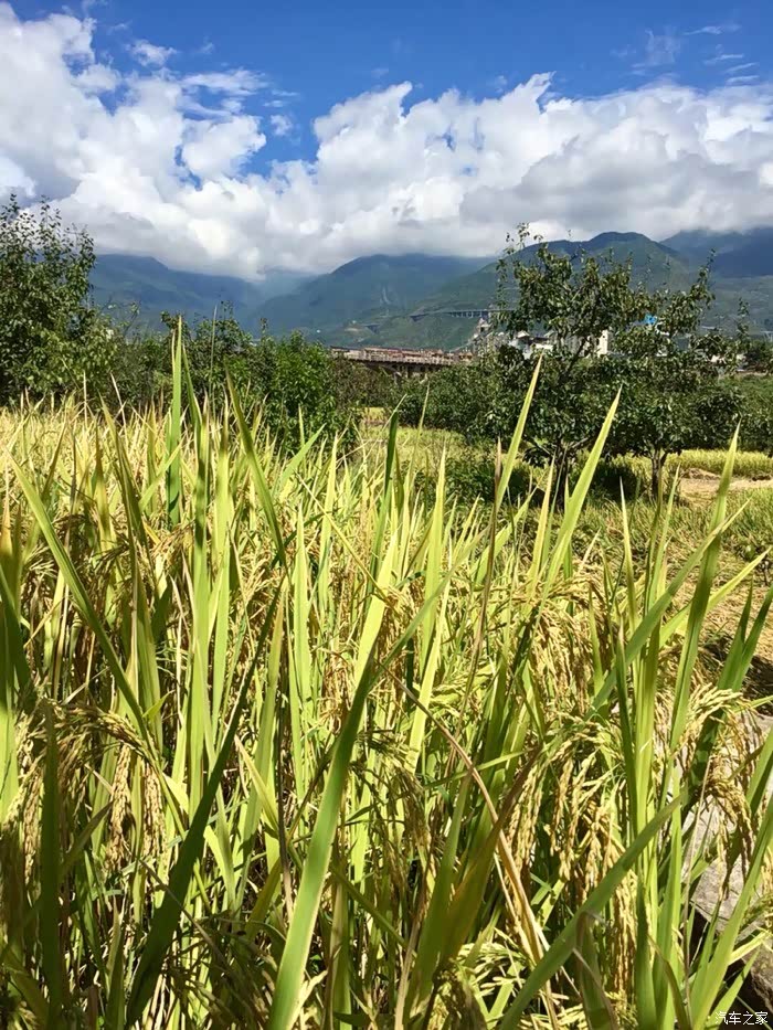 秋天到了谷穗黄了