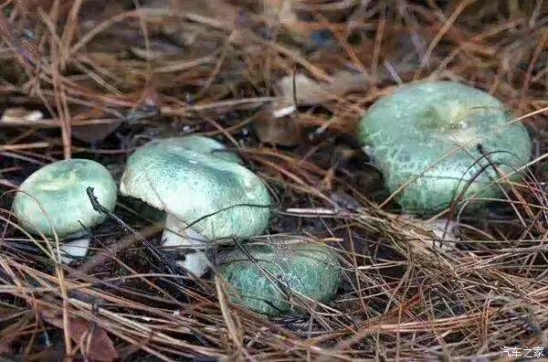 驱车游山玩水捡菌子