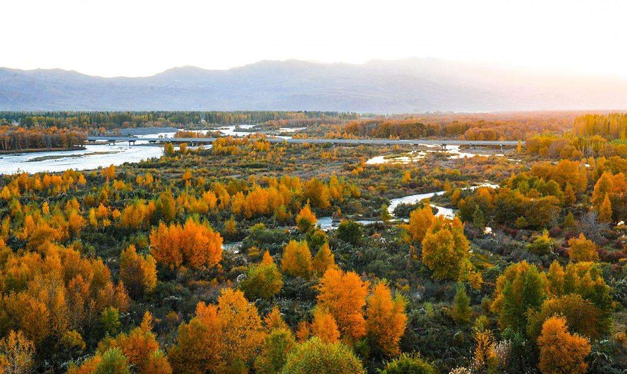 尼勒克县喀什河谷21万亩次生林披上了绚丽的色彩