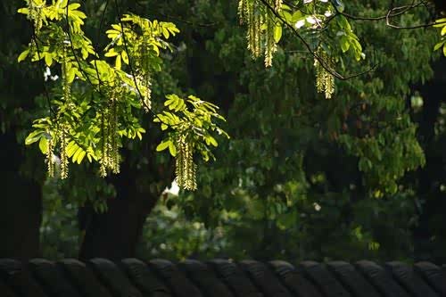 槐柳成阴雨洗尘,樱桃乳酪并尝新.