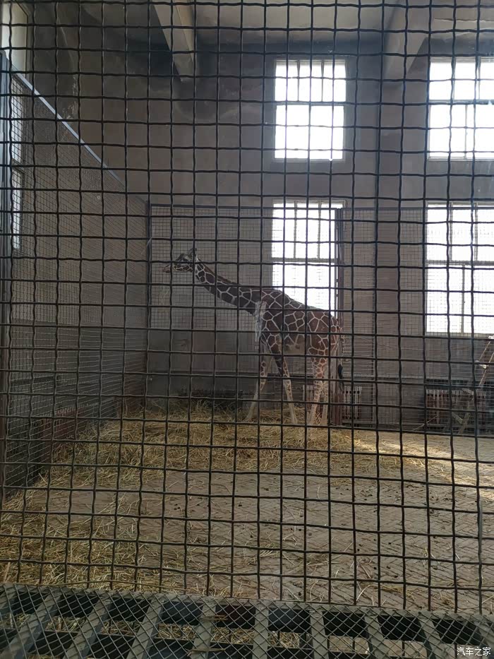 首先到的长颈鹿馆哦,女儿是非常喜欢长颈鹿