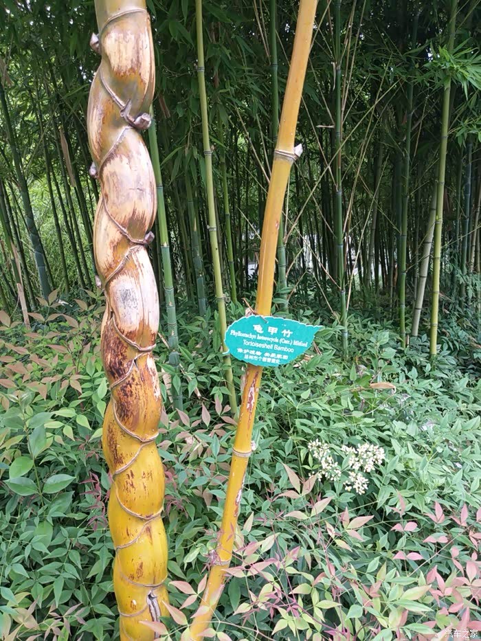 只有这样子的,才觉得原来竹子也有分类