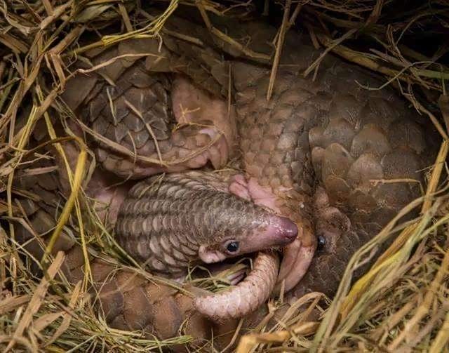 穿山甲由国家二级保护动物提升至一级.