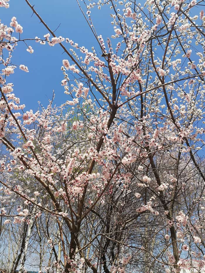 补发几张哈尔滨进入春天的图片