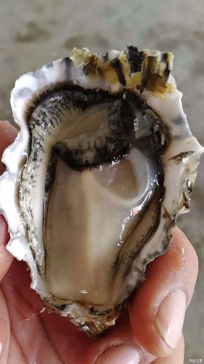 【辽宁长安车友俱乐部】智者.志在四方--自驾游活动