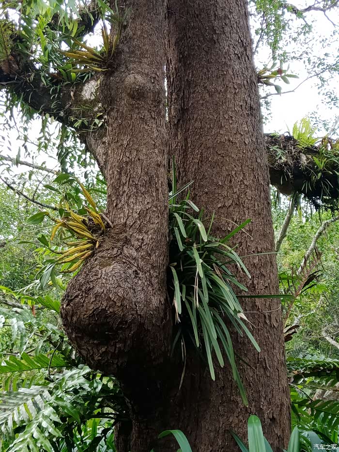 国庆闲游八中科院植物园看奇花异木