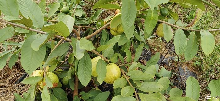 回忆小时候吃过的野果系列鸡果鸡屎果番石榴