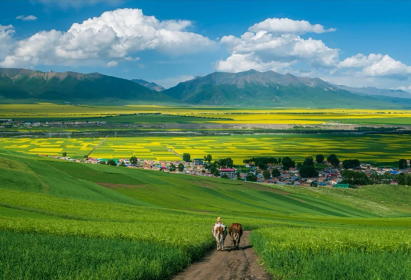 七月的青海门源那通天彻地的油菜花让人陶醉