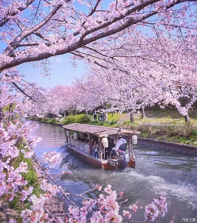 当巍峨的富士山遇上美丽的樱花,一幅极具日本特色的画面得以呈现