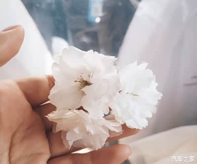 带一朵花回家,白色花瓣包着花蕊,婀娜的让人欢喜.