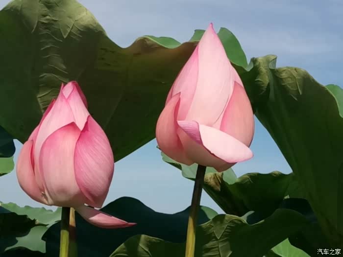 "荷"你"藕"遇——与劲炫同赏万亩荷花