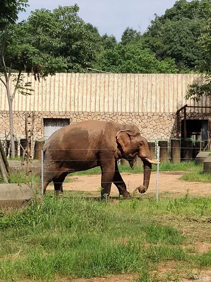 【避暑生活雙節為伴】奕起打卡長沙動物園