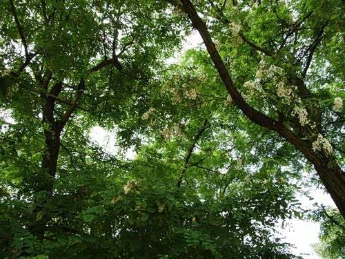 槐柳成阴雨洗尘,樱桃乳酪并尝新.